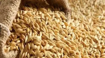 سعر الأرز الشعير اليوم الثلاثاء 8 يونيو 2026.. الطن بكام؟